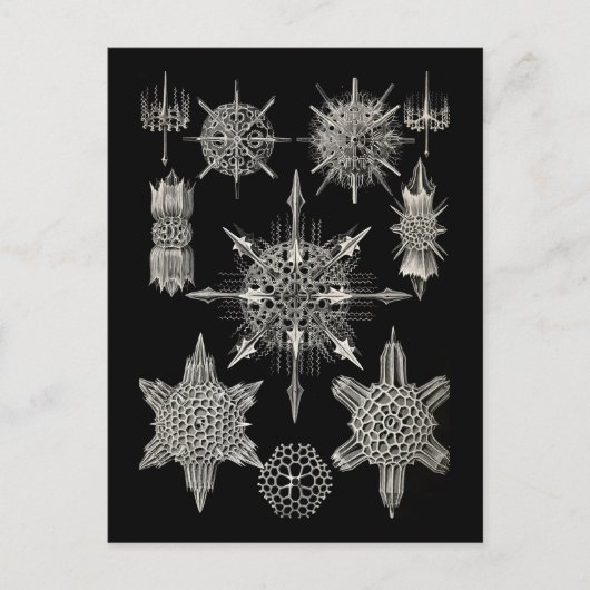 Ernst Haeckel | Acanthophracta Briefkaart (Voorkant)