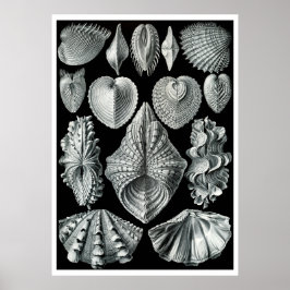 ERNST HAECKEL: Acephala, Poster voor fijne kunsten
