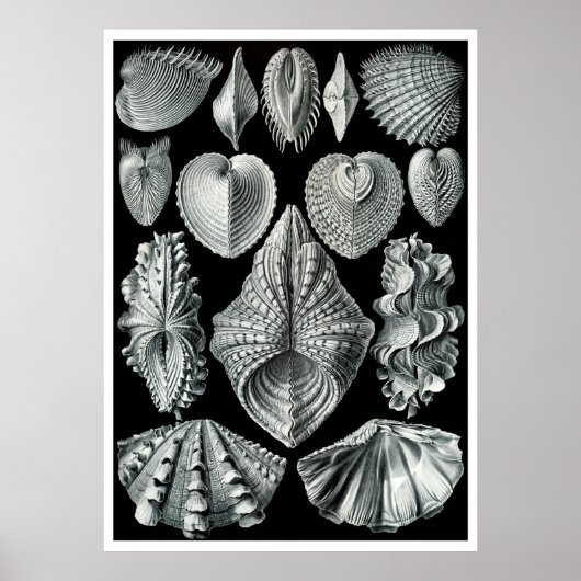 ERNST HAECKEL: Acephala, Poster voor fijne kunsten (Voorkant)