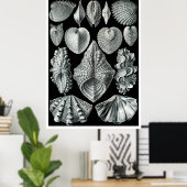 ERNST HAECKEL: Acephala, Poster voor fijne kunsten (Thuiskantoor)