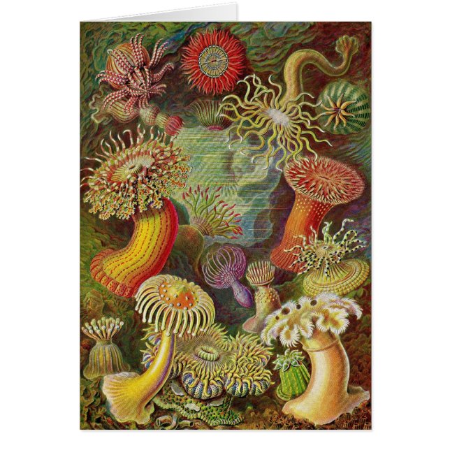 Ernst Haeckel - Actiniae Anemones (Voorkant)