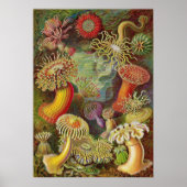 Ernst Haeckel - Actiniae Anemones Poster (Voorkant)
