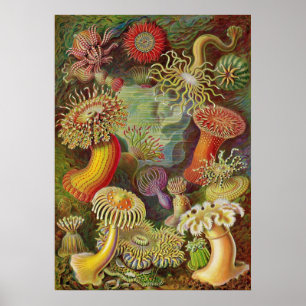 Ernst Haeckel - Actiniae Anemones Poster