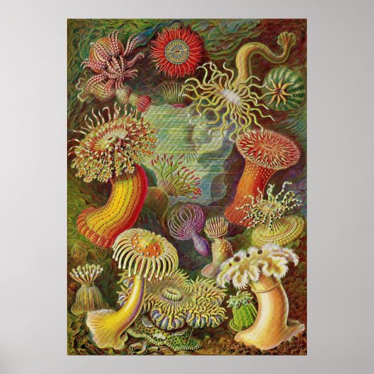 Ernst Haeckel - Actiniae Anemones Poster (Voorkant)