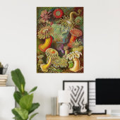 Ernst Haeckel - Actiniae Anemones Poster (Thuiskantoor)