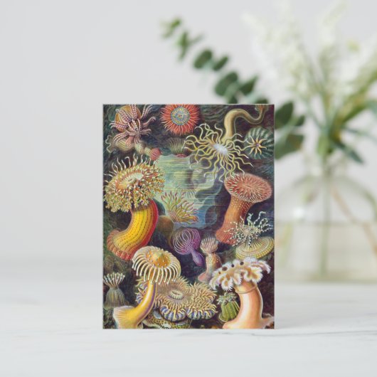 Ernst Haeckel - Actiniae Briefkaart (Staand voorkant)