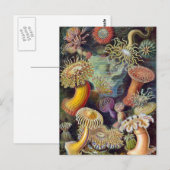 Ernst Haeckel - Actiniae Briefkaart (Voorkant / Achterkant)