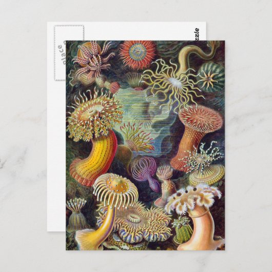 Ernst Haeckel - Actiniae Briefkaart (Voorkant / Achterkant)