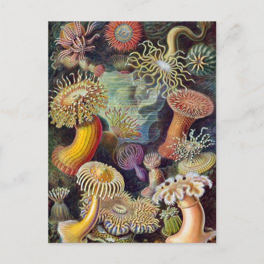 Ernst Haeckel - Actiniae Briefkaart (Voorkant)
