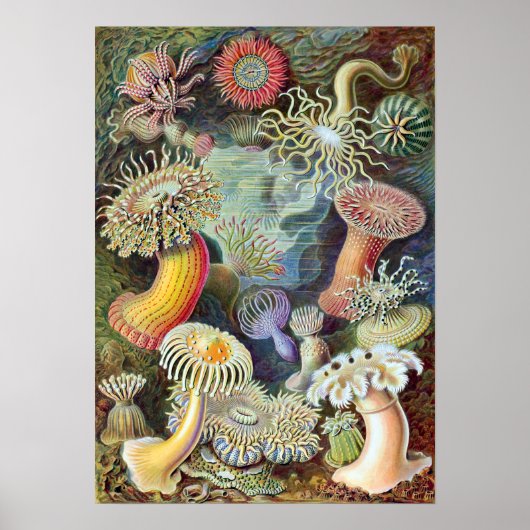 Ernst Haeckel Actiniae Poster (Voorkant)
