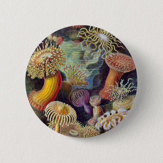 Ernst Haeckel - Actiniae Ronde Button 5,7 Cm (Voorkant)