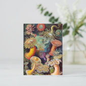 Ernst Haeckel Actiniaea zee anemone Briefkaart (Staand voorkant)