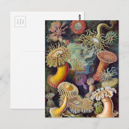 Ernst Haeckel Actiniaea zee anemone Briefkaart (Voorkant / Achterkant)