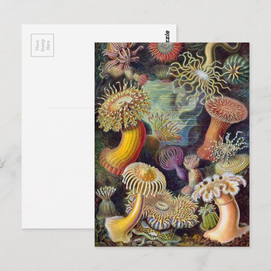 Ernst Haeckel Actiniaea zee anemone Briefkaart (Voorkant / Achterkant)