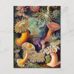 Ernst Haeckel Actiniaea zee anemone Briefkaart