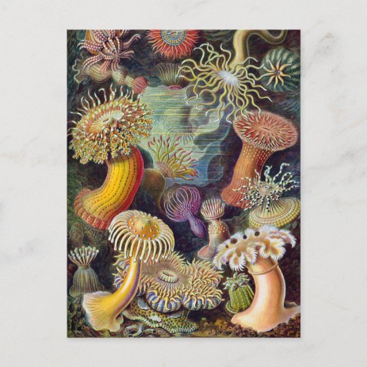Ernst Haeckel Actiniaea zee anemone Briefkaart (Voorkant)