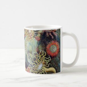Ernst Haeckel Actiniaea zee anemone Koffiemok