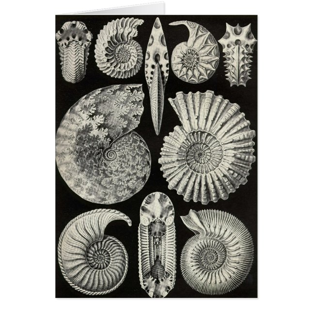 Ernst Haeckel - Ammonitida (Voorkant)