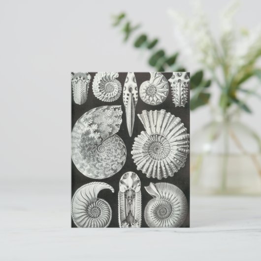 Ernst Haeckel - Ammonitida Briefkaart (Staand voorkant)