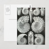 Ernst Haeckel - Ammonitida Briefkaart (Voorkant / Achterkant)