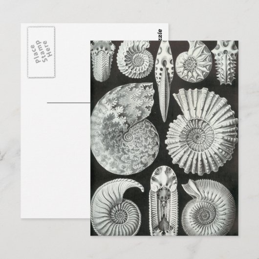Ernst Haeckel - Ammonitida Briefkaart (Voorkant / Achterkant)