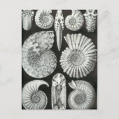 Ernst Haeckel - Ammonitida Briefkaart (Voorkant)