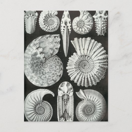 Ernst Haeckel - Ammonitida Briefkaart (Voorkant)