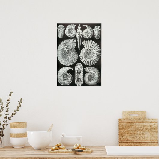 Ernst Haeckel Ammonitida fossielen Poster (Keuken)