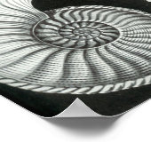 Ernst Haeckel Ammonitida fossielen Poster (Hoek)