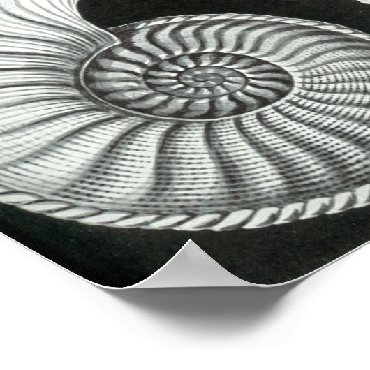 Ernst Haeckel Ammonitida fossielen Poster (Hoek)