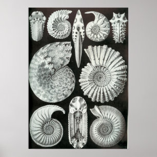 Ernst Haeckel Ammonitida fossielen Poster