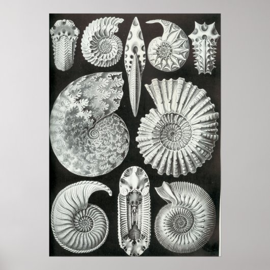 Ernst Haeckel Ammonitida fossielen Poster (Voorkant)