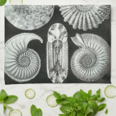 Ernst Haeckel Ammonitida fossielen Theedoek (Gevouwen)