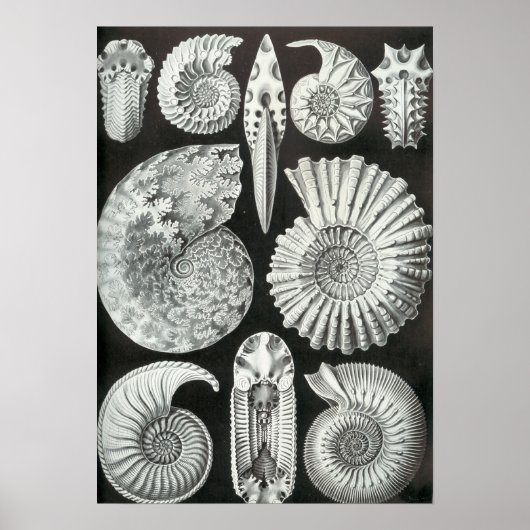 Ernst Haeckel - Ammonitida Poster (Voorkant)