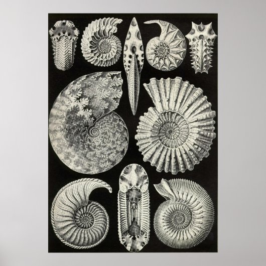 Ernst Haeckel - Ammonitida Poster (Voorkant)