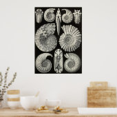 Ernst Haeckel - Ammonitida Poster (Keuken)