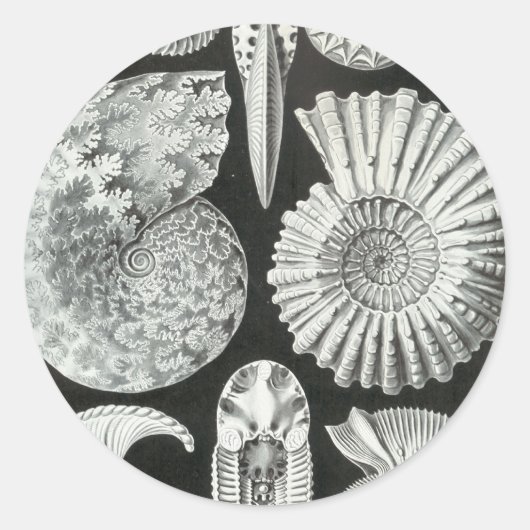 Ernst Haeckel - Ammonitida Ronde Sticker (Voorkant)