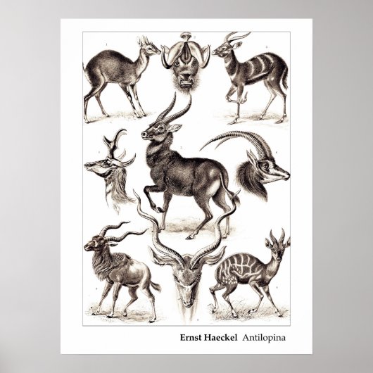 Ernst Haeckel Antilopina met Border Poster (Voorkant)