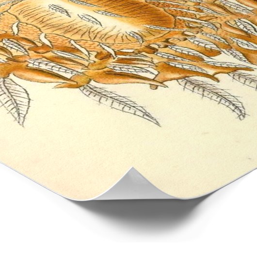 Ernst Haeckel - Arachnida Poster (Hoek)