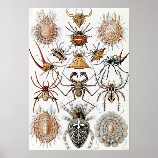 Ernst Haeckel Arachnida Spiders Poster (Voorkant)