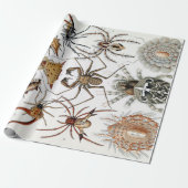 Ernst Haeckel Arachnida Spiders Poster Cadeaupapier (Uitgerold)