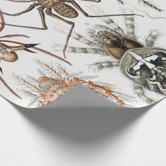 Ernst Haeckel Arachnida Spiders Poster Cadeaupapier (Hoek)