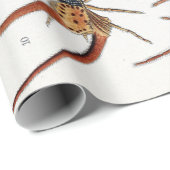 Ernst Haeckel Arachnida Spiders Poster Cadeaupapier (Rol Hoek)