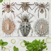 Ernst Haeckel Arachnida Spiders Poster Hoesje-Mate Theedoek (Gevouwen)