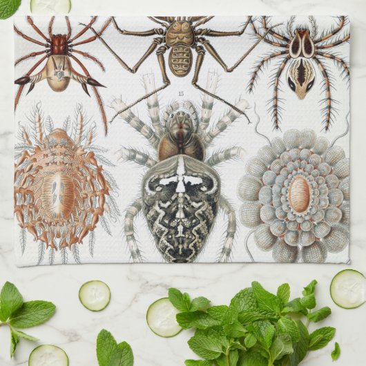 Ernst Haeckel Arachnida Spiders Poster Hoesje-Mate Theedoek (Gevouwen)