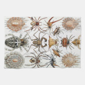 Ernst Haeckel Arachnida Spiders Poster Hoesje-Mate Theedoek (Horizontaal)