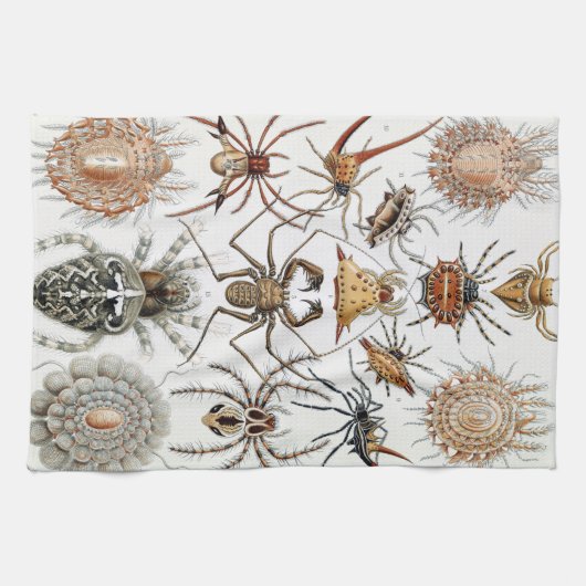 Ernst Haeckel Arachnida Spiders Poster Hoesje-Mate Theedoek (Horizontaal)