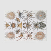 Ernst Haeckel Arachnida Spiders Poster Tissuepapier (Voorkant)