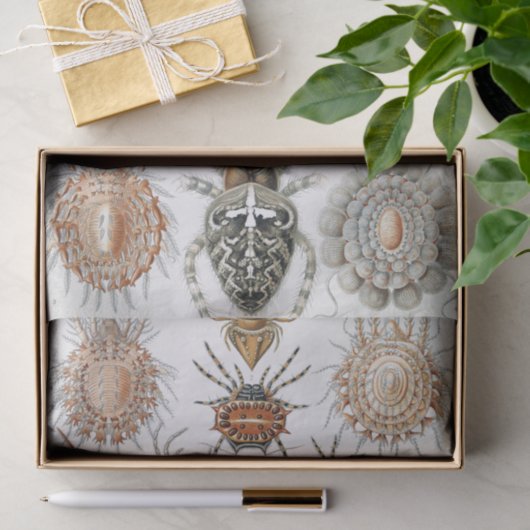 Ernst Haeckel Arachnida Spiders Poster Tissuepapier (Geschenk)