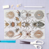 Ernst Haeckel Arachnida Spiders Poster Tissuepapier (Craft)